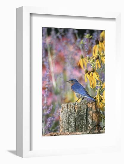 Eastern Bluebird Male on Fence in Flower Garden, Marion, Il-Richard and Susan Day-Framed Photographic Print