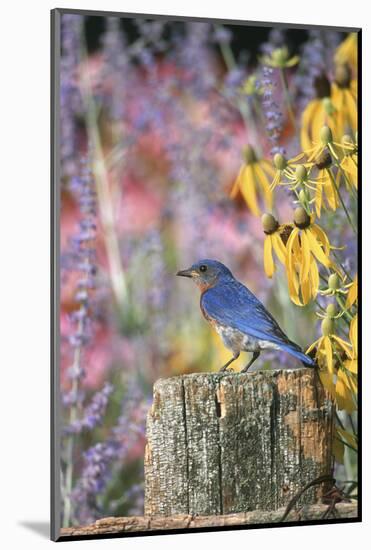 Eastern Bluebird Male on Fence in Flower Garden, Marion, Il-Richard and Susan Day-Mounted Photographic Print
