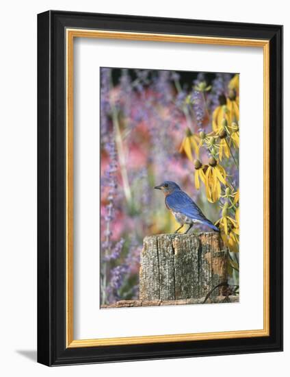 Eastern Bluebird Male on Fence in Flower Garden, Marion, Il-Richard and Susan Day-Framed Photographic Print