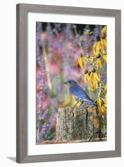 Eastern Bluebird Male on Fence in Flower Garden, Marion, Il-Richard and Susan Day-Framed Photographic Print