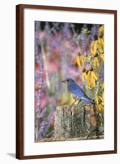 Eastern Bluebird Male on Fence in Flower Garden, Marion, Il-Richard and Susan Day-Framed Photographic Print