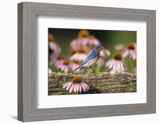 Eastern Bluebird Male on Fence Near Purple Coneflowers, Marion, Il-Richard and Susan Day-Framed Photographic Print