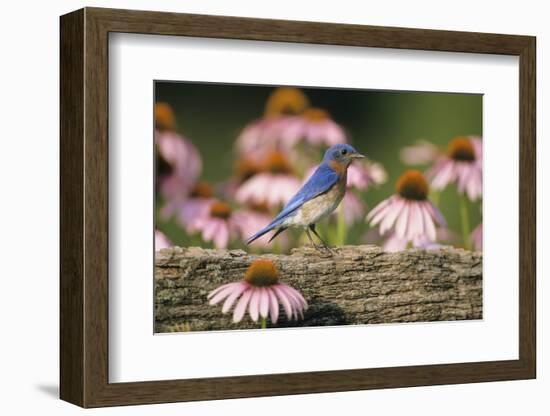 Eastern Bluebird Male on Fence Near Purple Coneflowers, Marion, Il-Richard and Susan Day-Framed Photographic Print