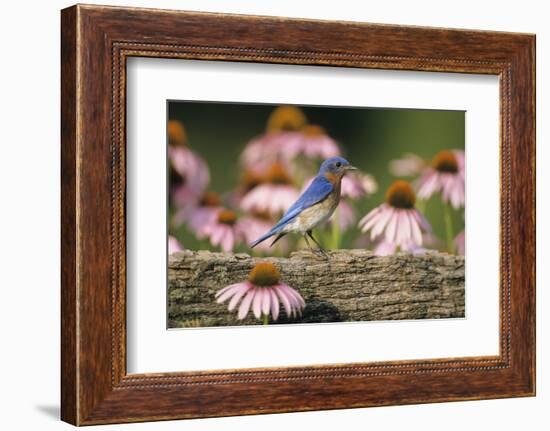 Eastern Bluebird Male on Fence Near Purple Coneflowers, Marion, Il-Richard and Susan Day-Framed Photographic Print