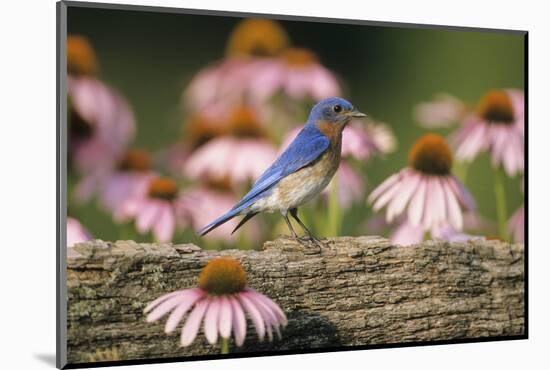 Eastern Bluebird Male on Fence Near Purple Coneflowers, Marion, Il-Richard and Susan Day-Mounted Photographic Print