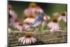 Eastern Bluebird Male on Fence Near Purple Coneflowers, Marion, Il-Richard and Susan Day-Mounted Photographic Print