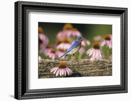 Eastern Bluebird Male on Fence Near Purple Coneflowers, Marion, Il-Richard and Susan Day-Framed Photographic Print