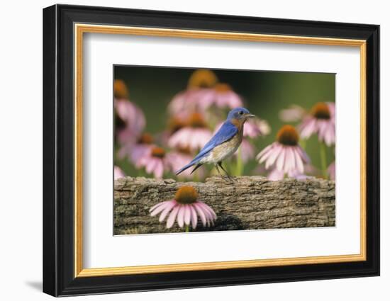 Eastern Bluebird Male on Fence Near Purple Coneflowers, Marion, Il-Richard and Susan Day-Framed Photographic Print