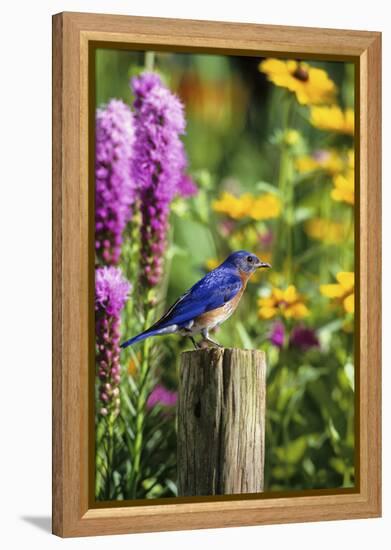 Eastern Bluebird Male on Fence Post Marion County, Illinois-Richard and Susan Day-Framed Premier Image Canvas