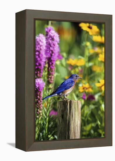 Eastern Bluebird Male on Fence Post Marion County, Illinois-Richard and Susan Day-Framed Premier Image Canvas