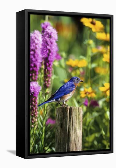 Eastern Bluebird Male on Fence Post Marion County, Illinois-Richard and Susan Day-Framed Premier Image Canvas