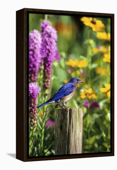 Eastern Bluebird Male on Fence Post Marion County, Illinois-Richard and Susan Day-Framed Premier Image Canvas