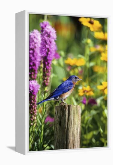 Eastern Bluebird Male on Fence Post Marion County, Illinois-Richard and Susan Day-Framed Premier Image Canvas