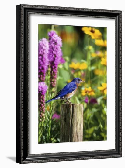 Eastern Bluebird Male on Fence Post Marion County, Illinois-Richard and Susan Day-Framed Photographic Print