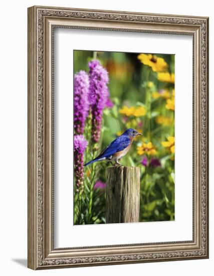 Eastern Bluebird Male on Fence Post Marion County, Illinois-Richard and Susan Day-Framed Photographic Print