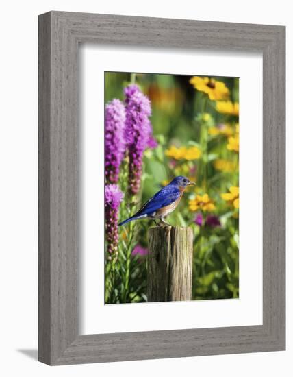 Eastern Bluebird Male on Fence Post Marion County, Illinois-Richard and Susan Day-Framed Photographic Print