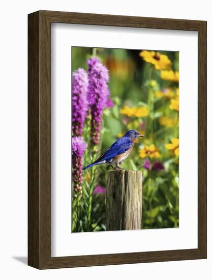 Eastern Bluebird Male on Fence Post Marion County, Illinois-Richard and Susan Day-Framed Photographic Print