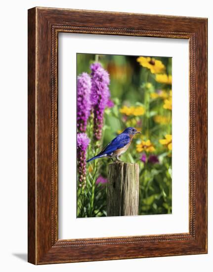 Eastern Bluebird Male on Fence Post Marion County, Illinois-Richard and Susan Day-Framed Photographic Print