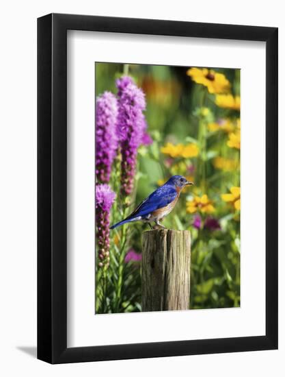 Eastern Bluebird Male on Fence Post Marion County, Illinois-Richard and Susan Day-Framed Photographic Print