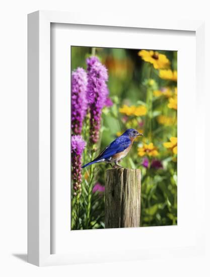 Eastern Bluebird Male on Fence Post Marion County, Illinois-Richard and Susan Day-Framed Photographic Print