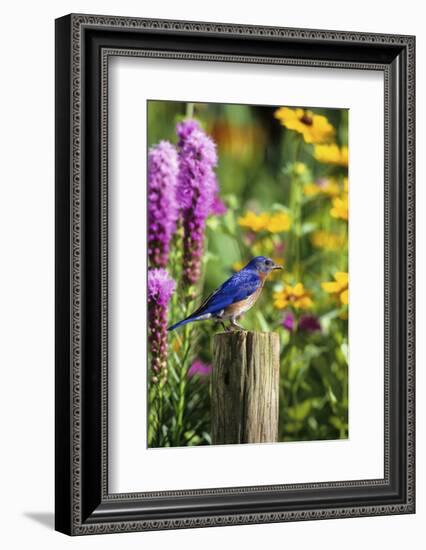 Eastern Bluebird Male on Fence Post Marion County, Illinois-Richard and Susan Day-Framed Photographic Print