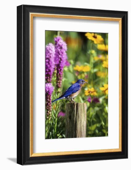 Eastern Bluebird Male on Fence Post Marion County, Illinois-Richard and Susan Day-Framed Photographic Print