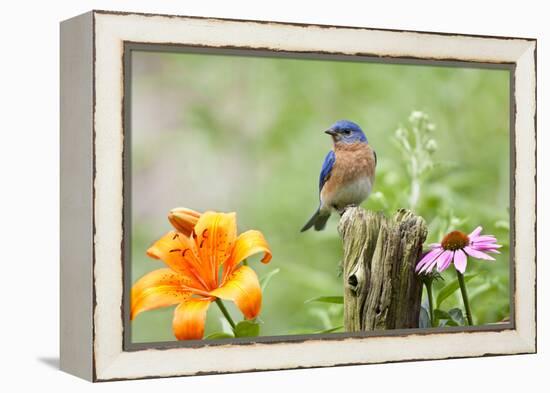 Eastern Bluebird Male on Fence Post, Marion, Illinois, Usa-Richard ans Susan Day-Framed Premier Image Canvas