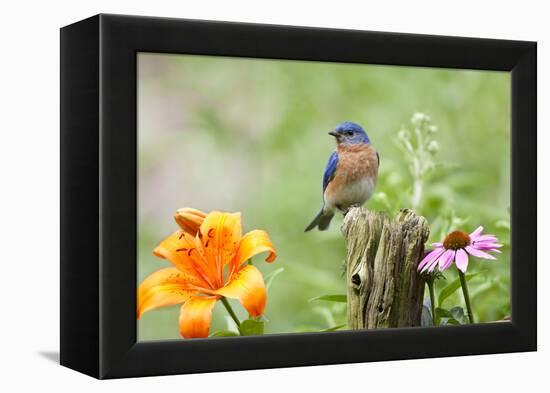 Eastern Bluebird Male on Fence Post, Marion, Illinois, Usa-Richard ans Susan Day-Framed Premier Image Canvas