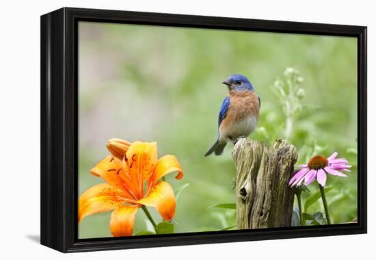 Eastern Bluebird Male on Fence Post, Marion, Illinois, Usa-Richard ans Susan Day-Framed Premier Image Canvas