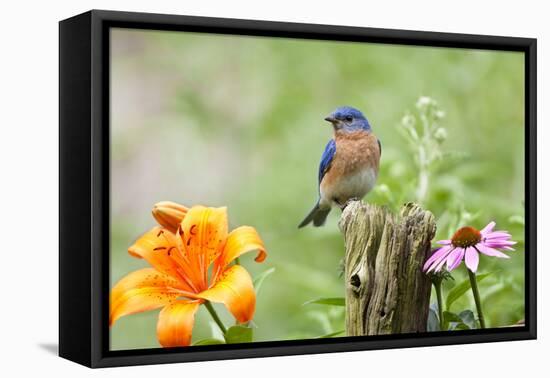 Eastern Bluebird Male on Fence Post, Marion, Illinois, Usa-Richard ans Susan Day-Framed Premier Image Canvas