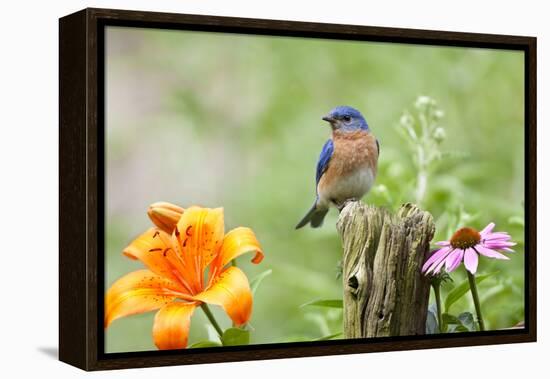 Eastern Bluebird Male on Fence Post, Marion, Illinois, Usa-Richard ans Susan Day-Framed Premier Image Canvas