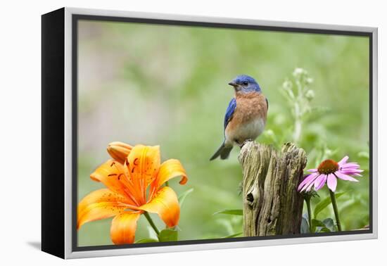 Eastern Bluebird Male on Fence Post, Marion, Illinois, Usa-Richard ans Susan Day-Framed Premier Image Canvas