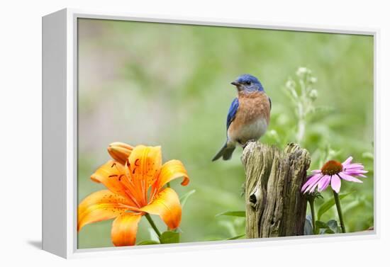 Eastern Bluebird Male on Fence Post, Marion, Illinois, Usa-Richard ans Susan Day-Framed Premier Image Canvas