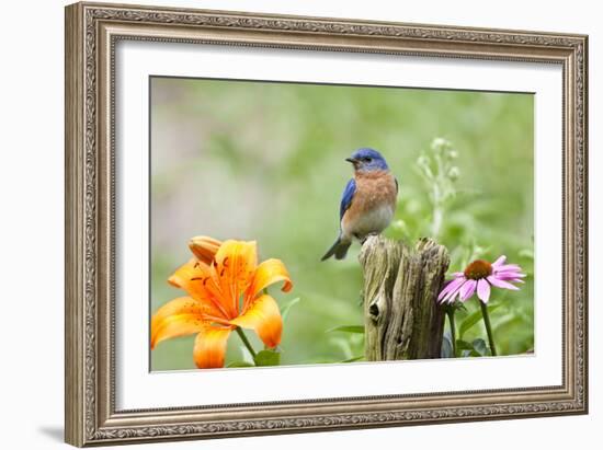 Eastern Bluebird Male on Fence Post, Marion, Illinois, Usa-Richard ans Susan Day-Framed Photographic Print