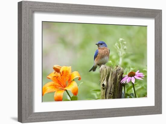 Eastern Bluebird Male on Fence Post, Marion, Illinois, Usa-Richard ans Susan Day-Framed Photographic Print