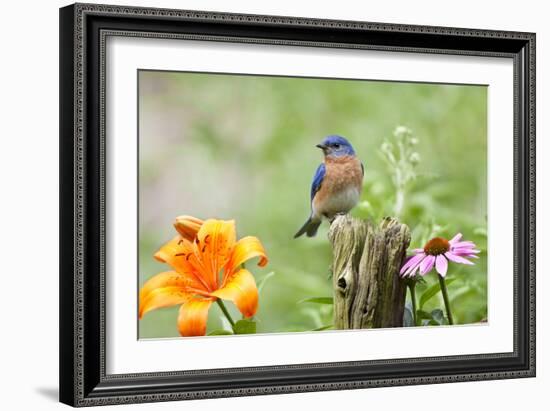 Eastern Bluebird Male on Fence Post, Marion, Illinois, Usa-Richard ans Susan Day-Framed Photographic Print