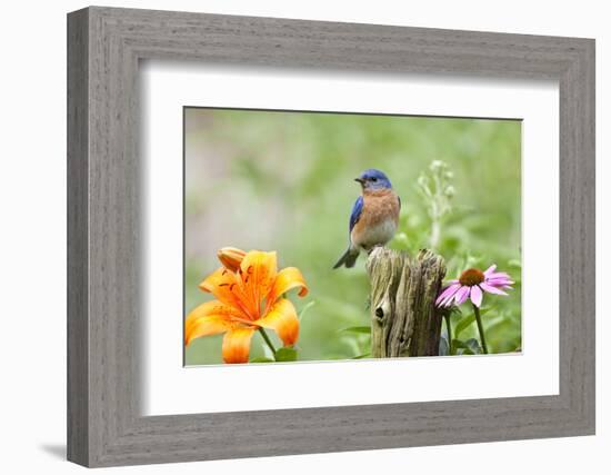 Eastern Bluebird Male on Fence Post, Marion, Illinois, Usa-Richard ans Susan Day-Framed Photographic Print