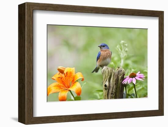 Eastern Bluebird Male on Fence Post, Marion, Illinois, Usa-Richard ans Susan Day-Framed Photographic Print