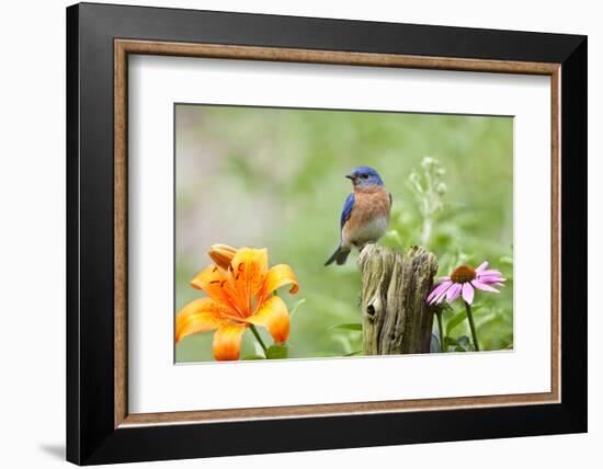 Eastern Bluebird Male on Fence Post, Marion, Illinois, Usa-Richard ans Susan Day-Framed Photographic Print