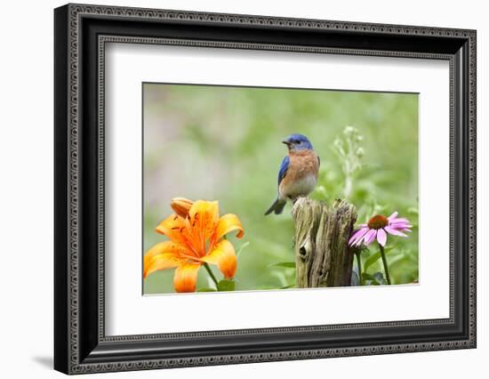 Eastern Bluebird Male on Fence Post, Marion, Illinois, Usa-Richard ans Susan Day-Framed Photographic Print