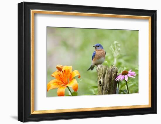 Eastern Bluebird Male on Fence Post, Marion, Illinois, Usa-Richard ans Susan Day-Framed Photographic Print