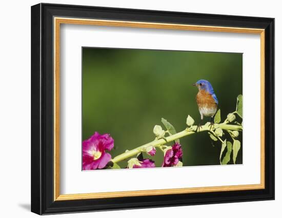 Eastern Bluebird Male on Hollyhock, Marion County, Illinois-Richard and Susan Day-Framed Photographic Print