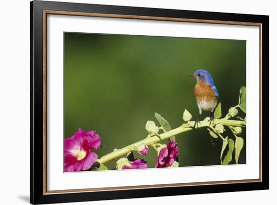 Eastern Bluebird Male on Hollyhock, Marion County, Illinois-Richard and Susan Day-Framed Photographic Print