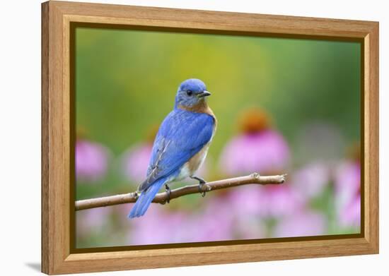 Eastern Bluebird Male on Perch, Marion, Illinois, Usa-Richard ans Susan Day-Framed Premier Image Canvas