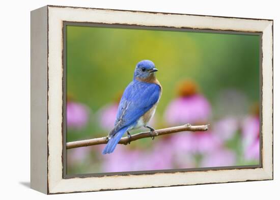 Eastern Bluebird Male on Perch, Marion, Illinois, Usa-Richard ans Susan Day-Framed Premier Image Canvas