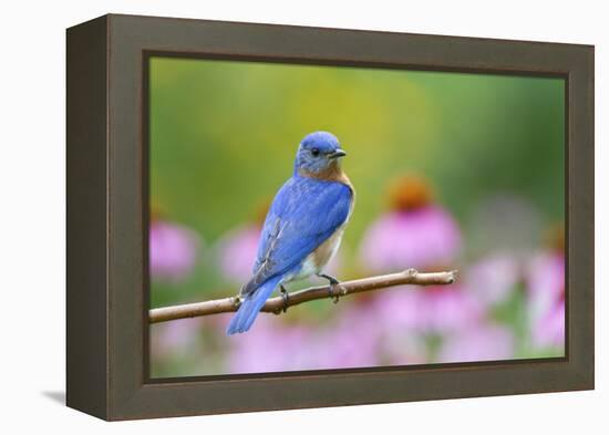 Eastern Bluebird Male on Perch, Marion, Illinois, Usa-Richard ans Susan Day-Framed Premier Image Canvas