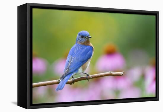 Eastern Bluebird Male on Perch, Marion, Illinois, Usa-Richard ans Susan Day-Framed Premier Image Canvas