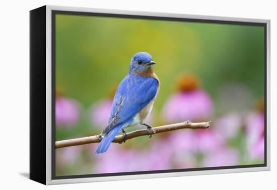 Eastern Bluebird Male on Perch, Marion, Illinois, Usa-Richard ans Susan Day-Framed Premier Image Canvas