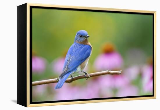 Eastern Bluebird Male on Perch, Marion, Illinois, Usa-Richard ans Susan Day-Framed Premier Image Canvas