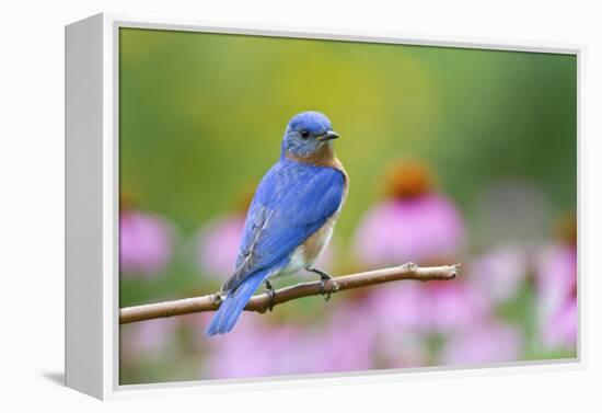 Eastern Bluebird Male on Perch, Marion, Illinois, Usa-Richard ans Susan Day-Framed Premier Image Canvas